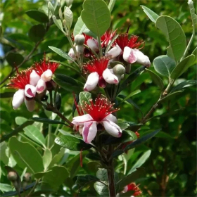 菲油果别名南美棯 费约果 花镜花海花坛观赏性花卉 园林绿化工程苗