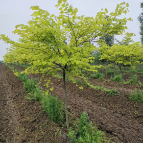 基地出售加拿大紫荆 金心 景区园林绿化工程树苗 景观种植行道树