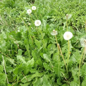 蒲公英小苗 花坛花镜花海打造地被苗 盆栽盆景 园林绿化工程苗木