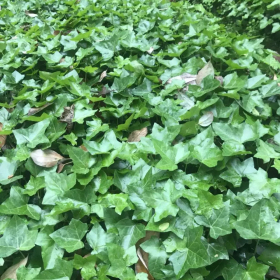 常青藤又叫常春藤 墻體籬笆攀爬植物小區(qū)庭院公園觀賞綠化地被苗