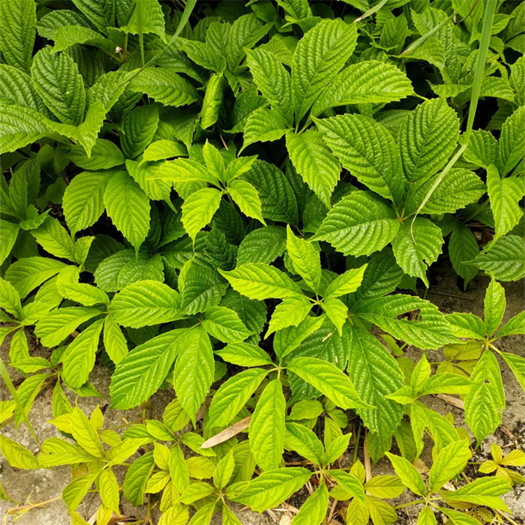 五叶地锦 爬山虎杯苗 爬藤植物 河道护坡绿化 东北苗木 - kerry 发布