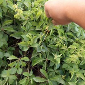 五葉地錦 爬山虎杯苗 爬藤植物 河道護坡綠化 東北苗木