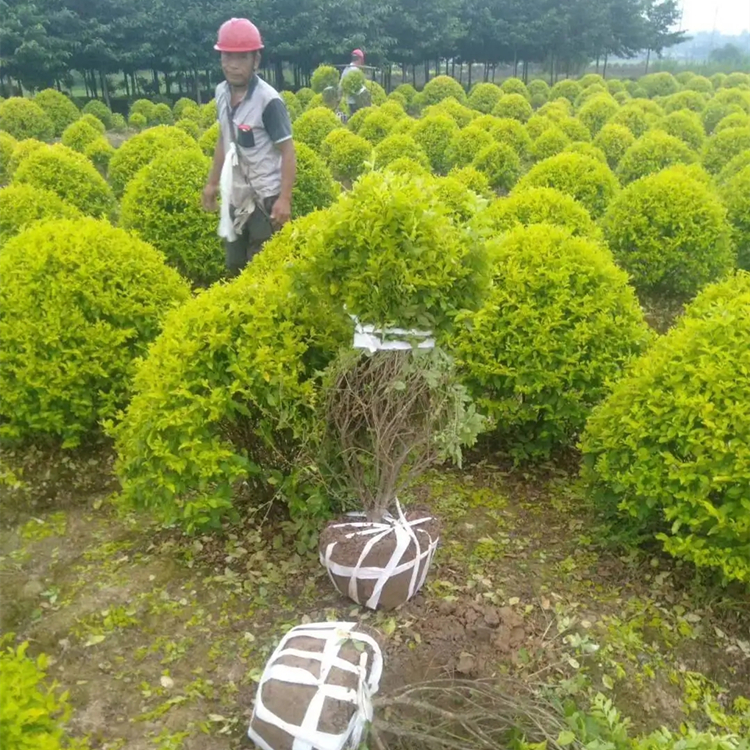 批发常绿灌木金冠女贞球 规格齐全 道路庭院园林绿化工程苗 - kerry 发布