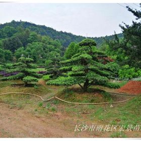 湖南造型罗汉松-长沙跳马罗汉松囤地清圃找宏景轩