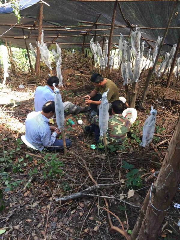 油茶樹嫁接茶花業(yè)