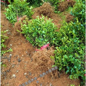 湖南茶花球-长沙跳马茶梅小苗混装起苗-行情走好