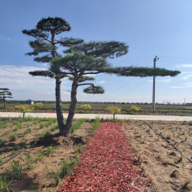 大同造型松景观松油松