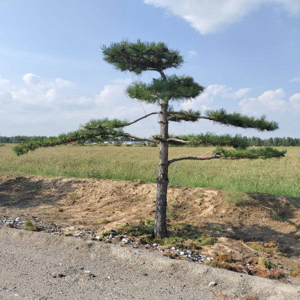 大同造型松景觀松