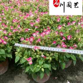 夏堇花卉苗木批发出售 花境租摆观赏花卉 成都苗圃基地直销