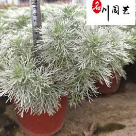 成都朝雾草苗圃基地自产自销 精品朝雾草杯苗 优惠批发价