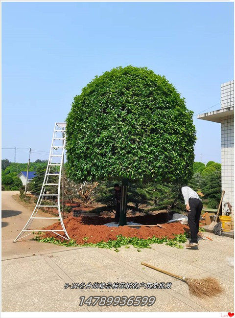 瀏陽桂花樹