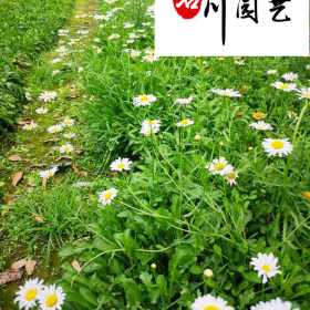 大花滨菊花卉苗木批发 成都大花滨菊苗圃基地直销 量大优惠