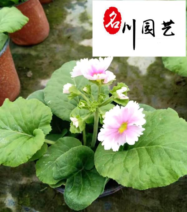 花櫻草