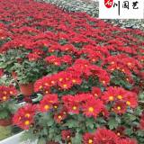 荷蘭菊花卉種植基地 花境花壇花卉租擺花卉 供應(yīng)優(yōu)質(zhì)荷蘭菊