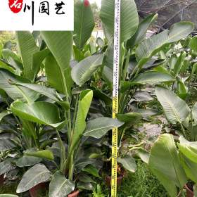 现货鹤望兰批发出售 大型室内绿植租摆 鹤望兰优惠特价