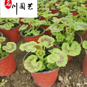 虎耳草苗圃基地批发 花境花坛地被观赏草 虎耳草量大优惠