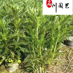 成都黄金菊花卉盆栽批发 花境花坛地被绿化 黄金菊批发价格