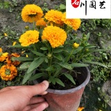 金鸡菊苗圃基地自产自销 出售精品金鸡菊杯苗