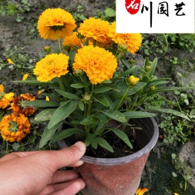 金鸡菊苗圃基地自产自销 出售精品金鸡菊杯苗