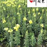 成都苗圃基地出售金鱼草 金鱼草优惠批发价格 花境花坛栽培