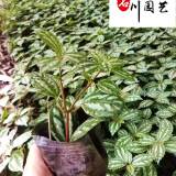 苗圃基地出售精品冷水花 地被绿化观叶植物 冷水花量大优惠