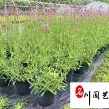 成都苗圃基地供应马鞭草杯苗 马鞭草批发价格 花境花坛花海