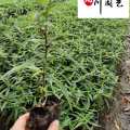 成都墨西哥鼠尾草種植基地 精品杯苗特惠價 花壇花境租擺