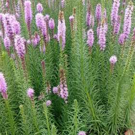 蛇鞭菊花卉种植基地 自产自销 精品蛇鞭菊杯苗批发 量大优惠