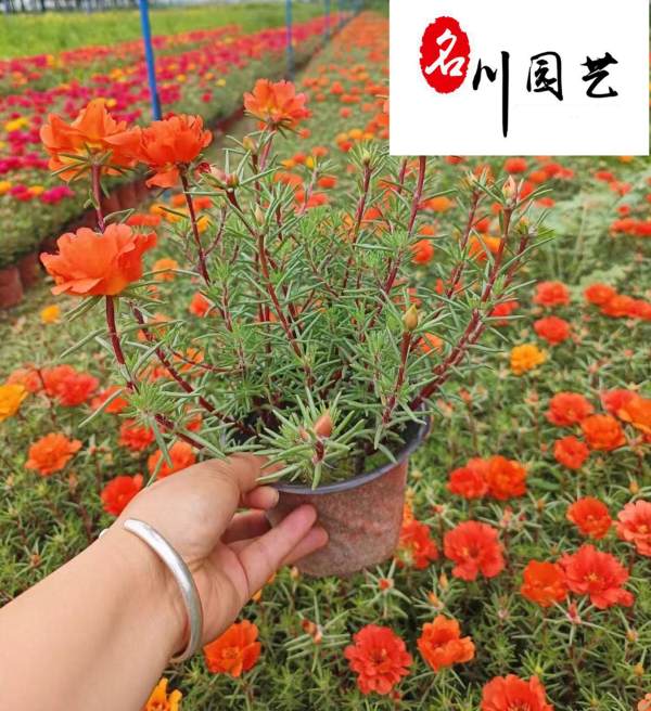 太陽花