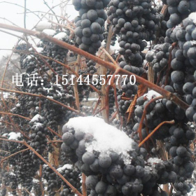 Vidal Ice grape seedlings 冰葡萄苗