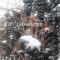 Vidal Ice grape seedlings 冰葡萄苗