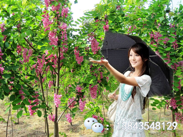 香花槐-香花槐苗木-香花槐树苗香花槐小苗