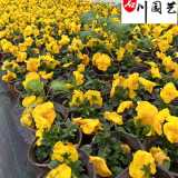 三色堇苗圃直销价格 四川花卉苗木批发 花境花坛租摆搭配