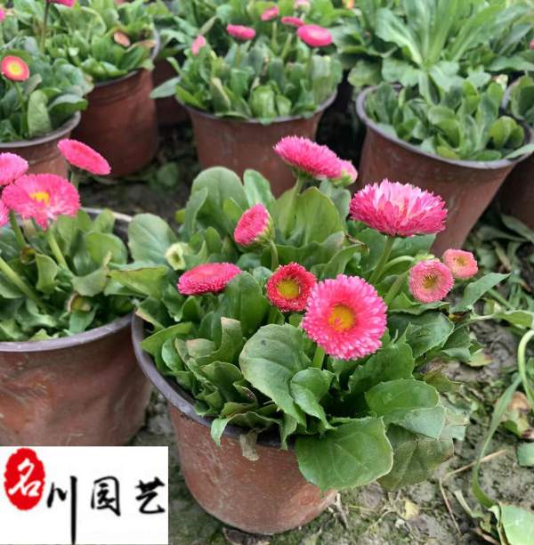 雏菊