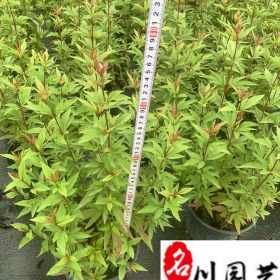 佩兰时令草花批发 出售佩兰工程绿化苗 自产自销 量大优惠