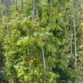 礦山邊坡覆綠藤本植物工程苗基地