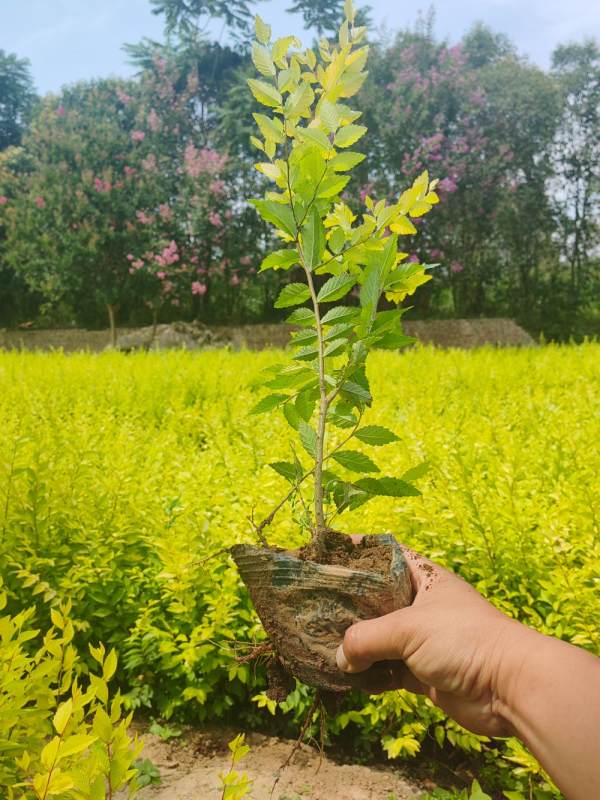 甘肅金葉榆，營養(yǎng)杯金葉榆