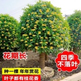 移植桂花價(jià)格   移植桂花效果  桂花3-20公分