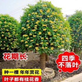 移植桂花價格   移植桂花效果  桂花3-20公分