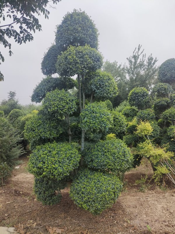 矮樁造型女貞