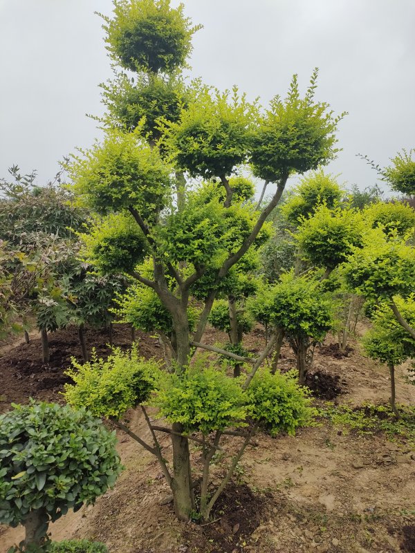 亮晶女贞造型树