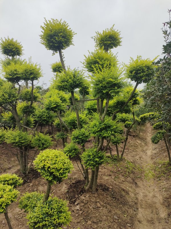 亮晶女贞造型树