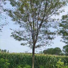 陕西香花槐基地，15-16公分香花槐价格新