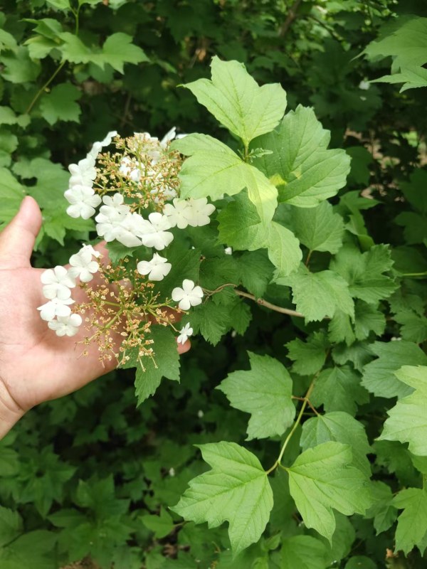 天目琼花