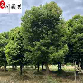 天竺桂苗圃基地直供 常綠工程綠化喬木 成都天竺桂基地