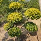 徐州亮晶女貞供應(yīng)，徐州亮晶女貞造型價格，徐州金禾女貞造型價格