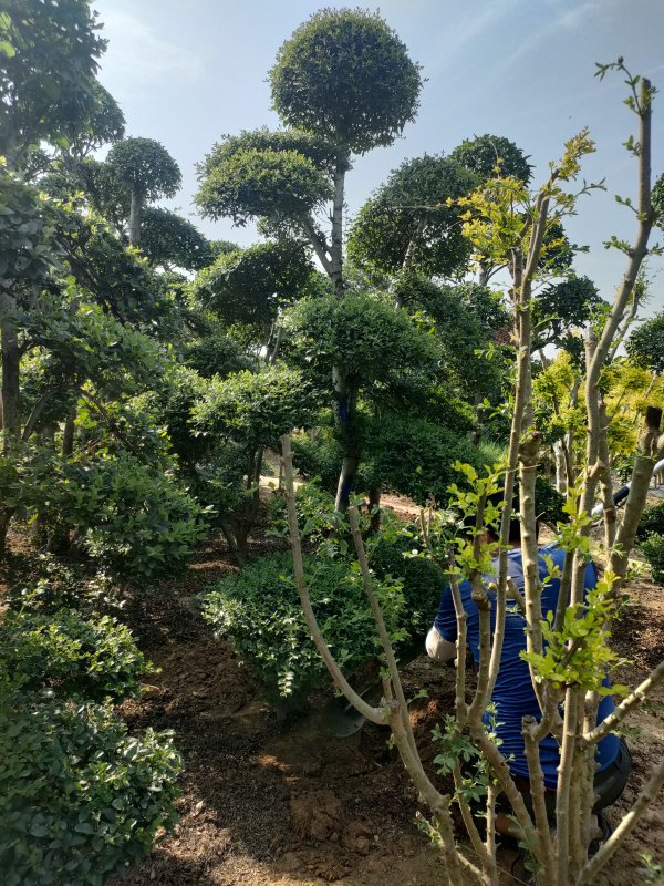 造型小叶女贞树