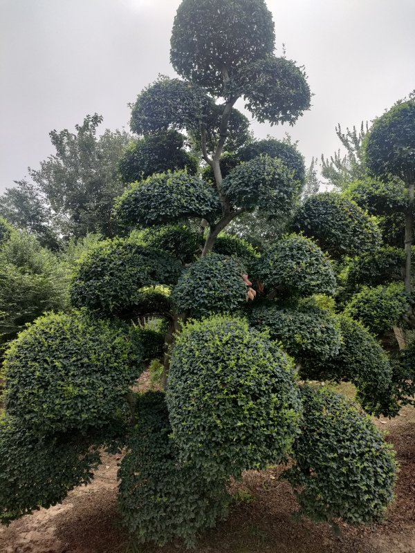 造型小葉女貞樹