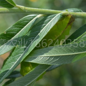 遼寧撫順大量大葉蒿柳苗大葉蒿柳種條選育大葉蒿柳養(yǎng)蠶種苗