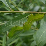 选育优质柞蚕大叶蒿柳养蚕种苗创意农业大叶蒿柳苗大叶蒿柳种条